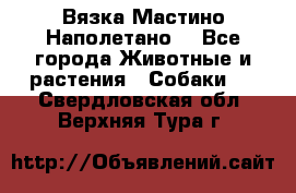 Вязка Мастино Наполетано  - Все города Животные и растения » Собаки   . Свердловская обл.,Верхняя Тура г.